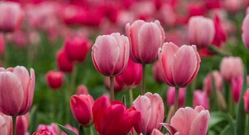 Houses Of Flowers สปิเนอา ภายนอก รูปภาพ